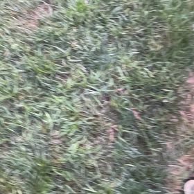 Photo of the plant species Gayfeather by @YesPepino88 named Planty on Greg, the plant care app