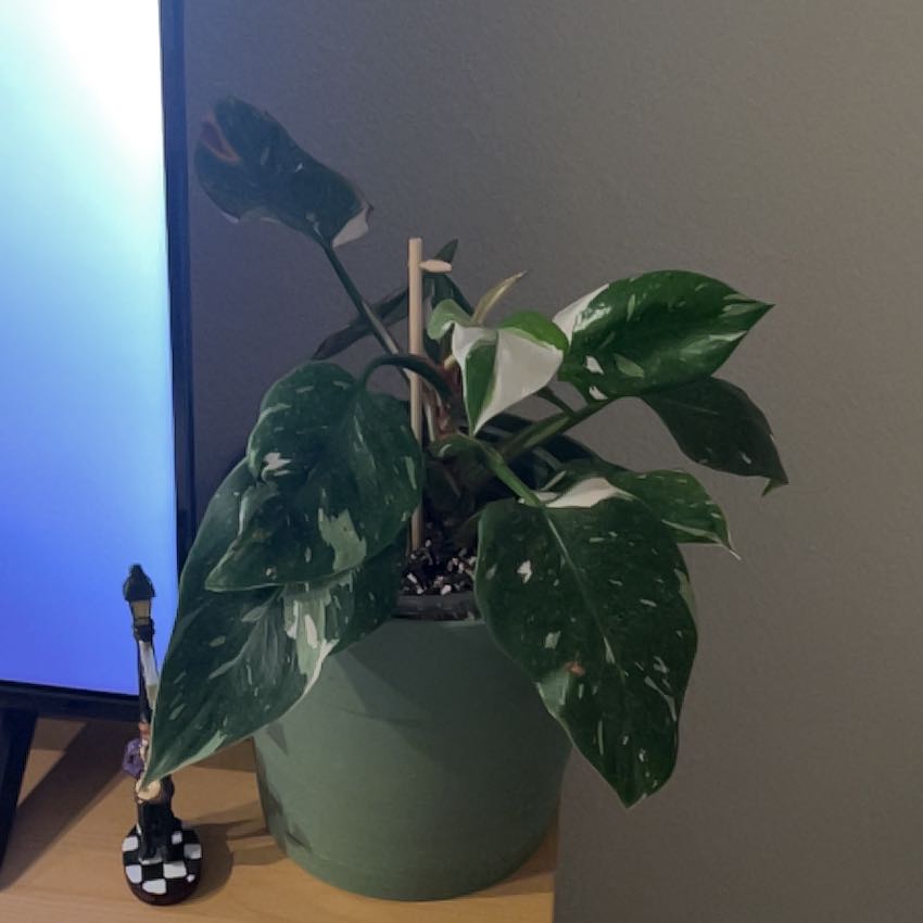 Photo of the plant species White Wizard by @CivilTimeout98 named Mando on Greg, the plant care app