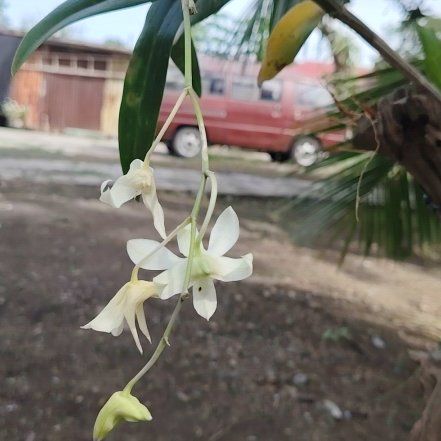 Photo of the plant species Pigeon Orchid by @AdeptPlanty37 named Gregarious on Greg, the plant care app