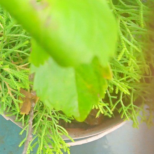 Photo of the plant species Fetid Passionflower by @CrispMaitake99 named Taylor Swift on Greg, the plant care app