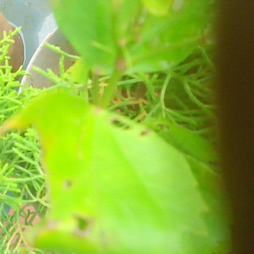 Photo of the plant species Fringed Passionflower by @CrispMaitake99 named Ronaldo on Greg, the plant care app