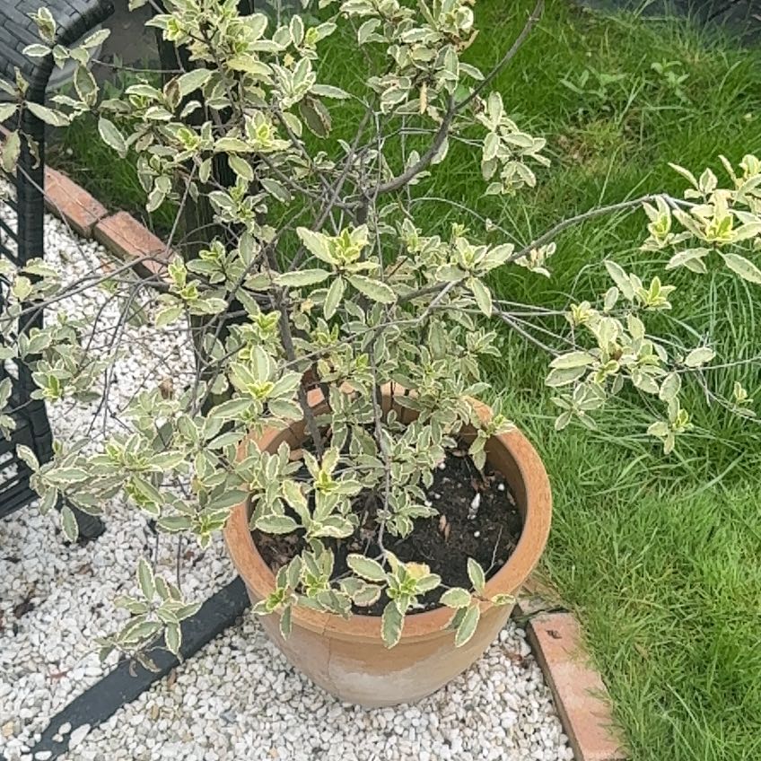 Photo of the plant species Kōhūhū by @JesterLlavea66 named Zeus on Greg, the plant care app