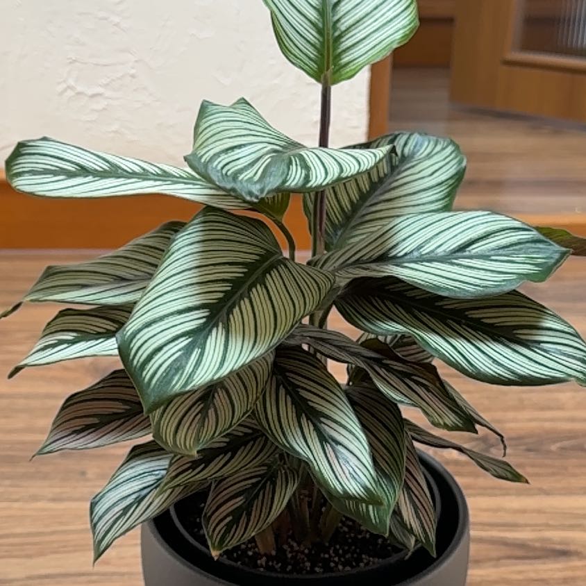 Photo of the plant species White Star by @LoyalWharangi76 named Calathea majestica on Greg, the plant care app