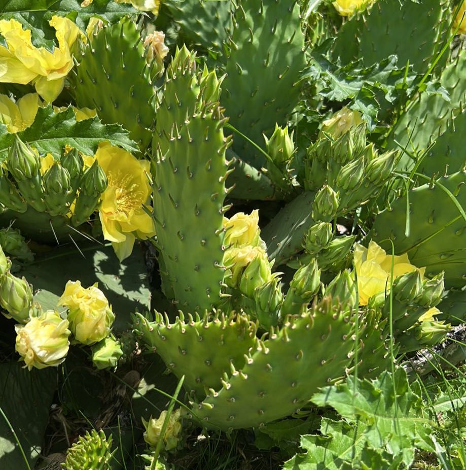 Photo of the plant species Eastern Prickly-Pear Cactus by @NewTomato36 named Girlfrond on Greg, the plant care app