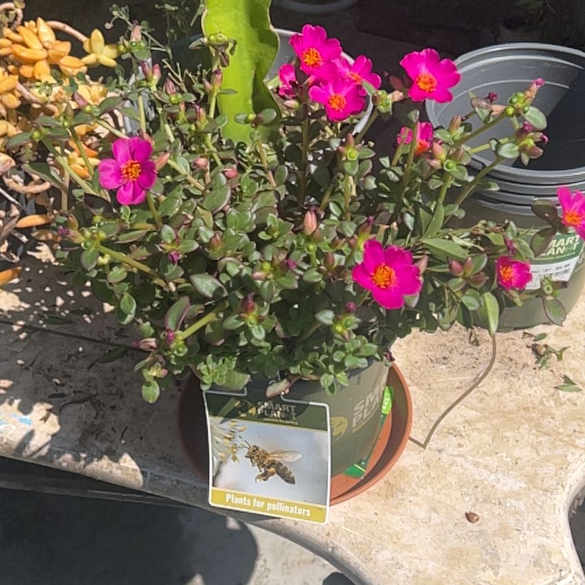 Photo of the plant species Porlulance Oleracea by @WhizVaccaria5 named Mando on Greg, the plant care app