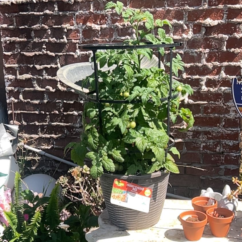 Photo of the plant species Husky Cherry Red Tomato by @WhizVaccaria5 named Elina on Greg, the plant care app