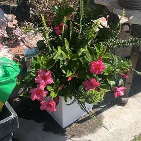 Photo of the plant species Pink Dipladenia by @WhizVaccaria5 named Demi on Greg, the plant care app