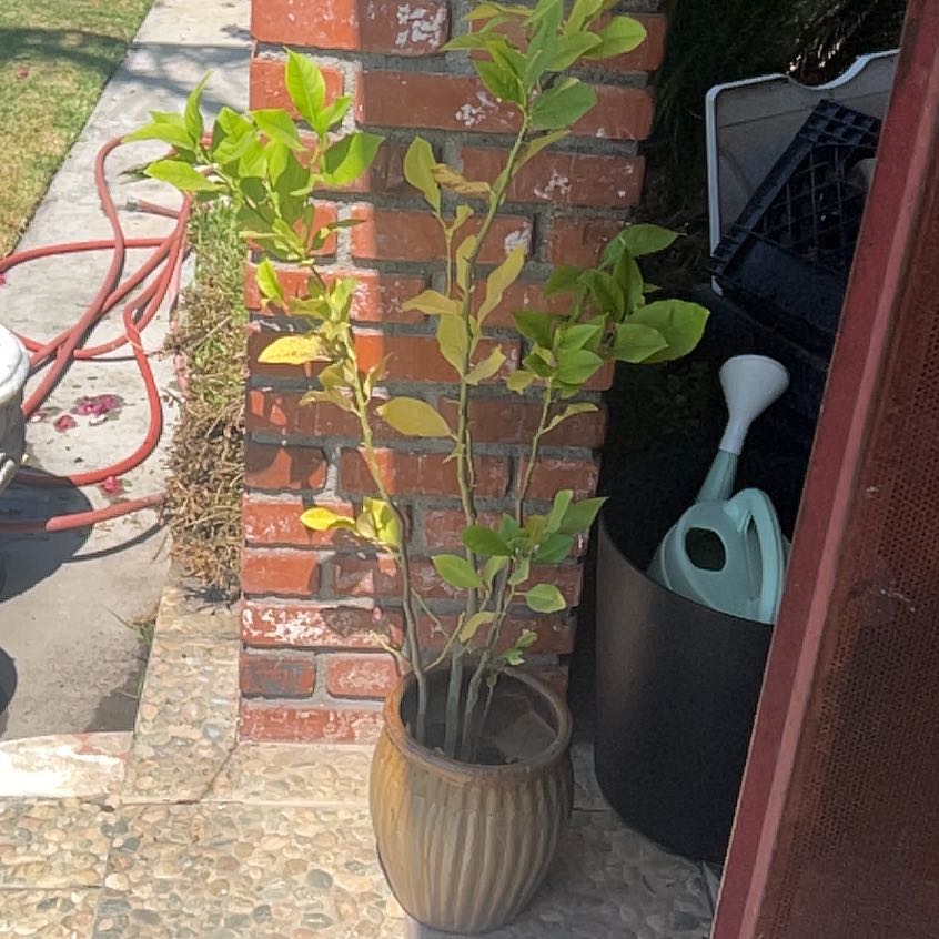 Photo of the plant species Dancy Tangerine by @WhizVaccaria5 named Leonardo on Greg, the plant care app
