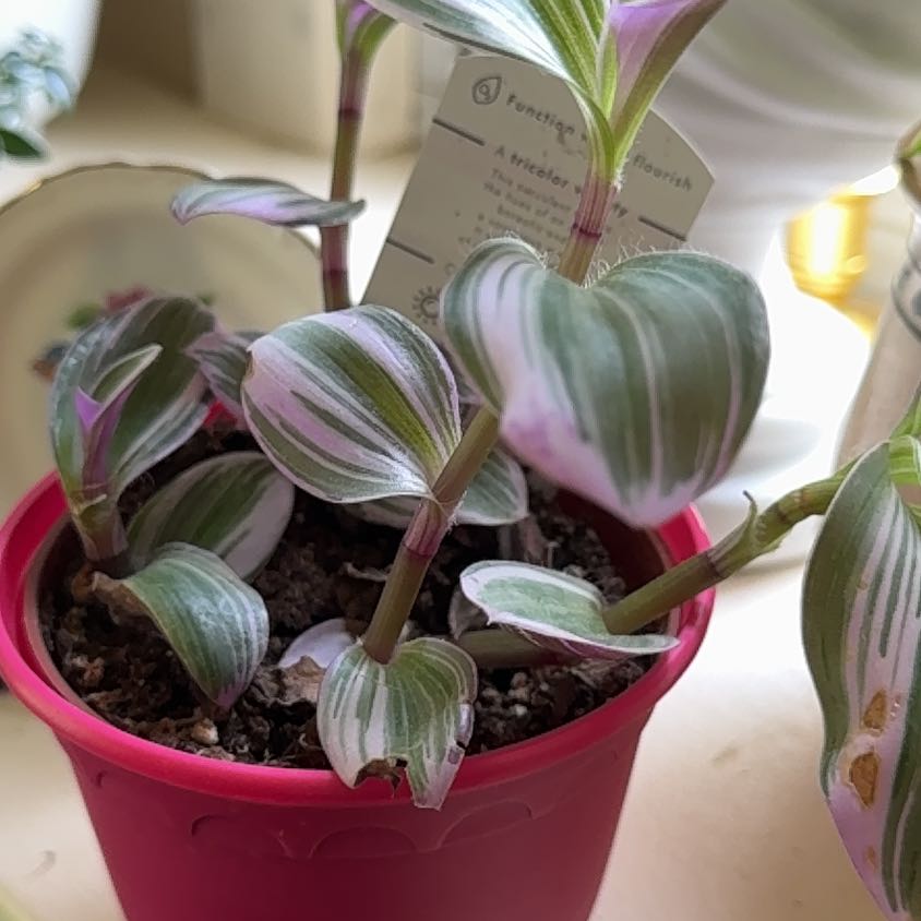 Photo of the plant species Tradescantia Bubblegum by @PuissantGray18 named Oscar on Greg, the plant care app