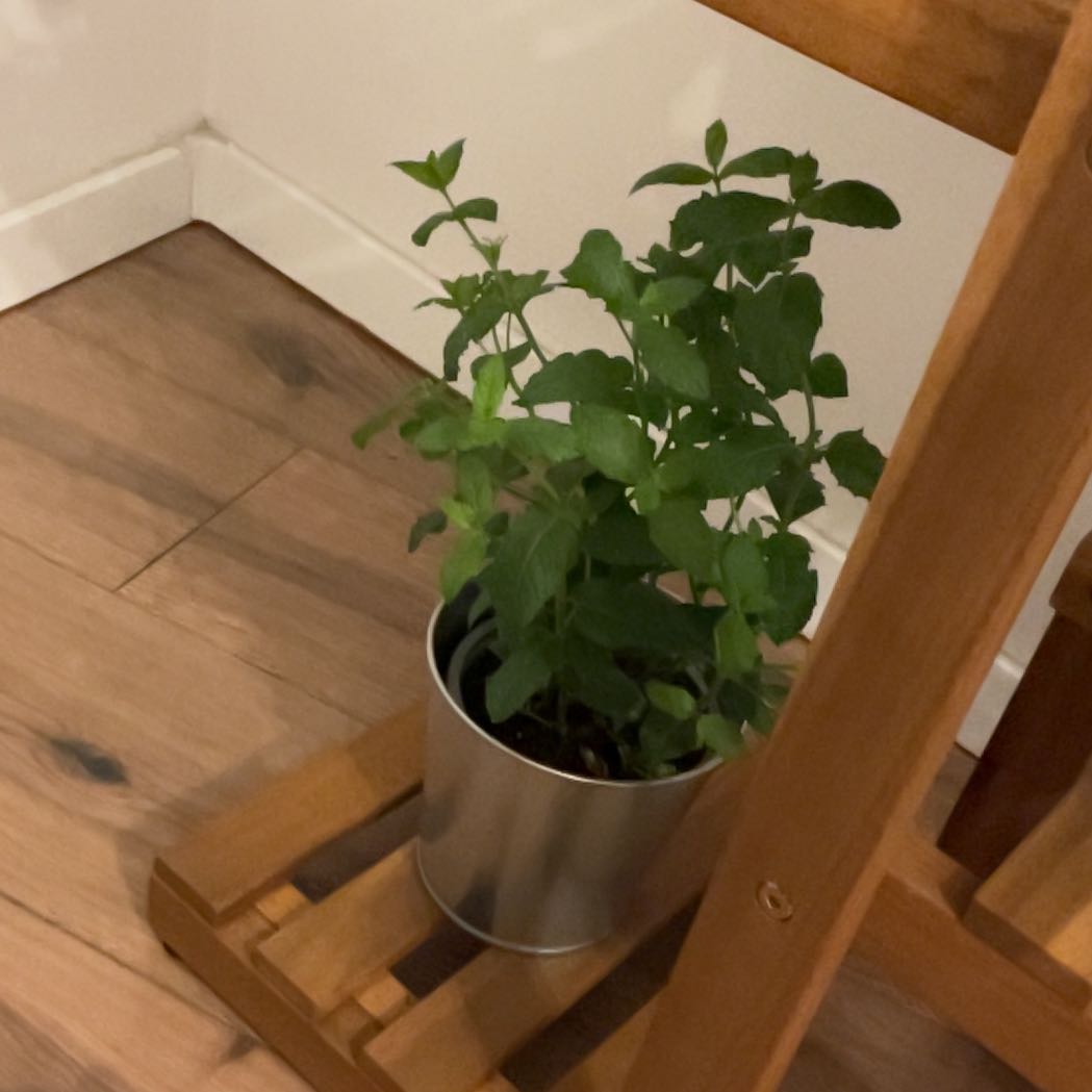 Photo of the plant species Moroccan Mint by @FitWasabi13 named Clooney on Greg, the plant care app