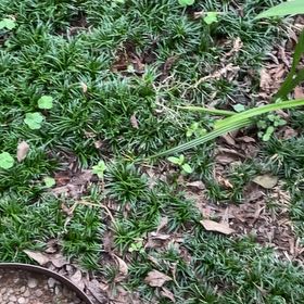 Photo of the plant species Polytrichum formosum by @FestalFallugia named Fernie Mac on Greg, the plant care app