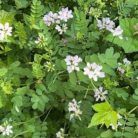 Photo of the plant species Coronilla Varia by @SlickFrithia51 named Ronaldo on Greg, the plant care app