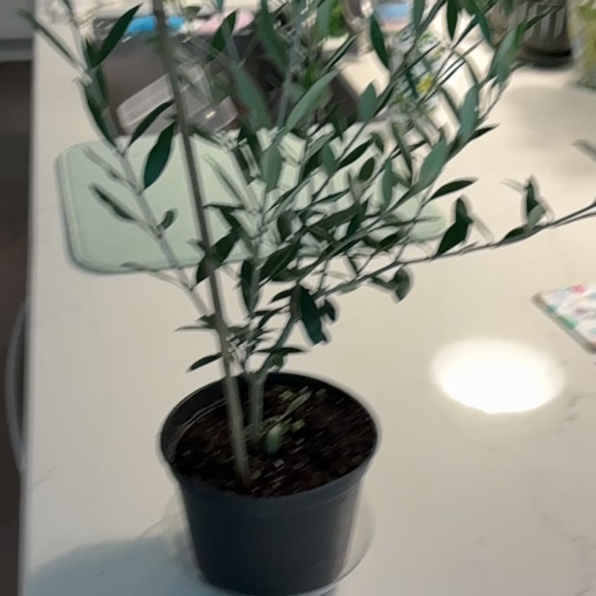 Photo of the plant species Arbequina Olive Tree by @UpbeatCatmint named Terra on Greg, the plant care app