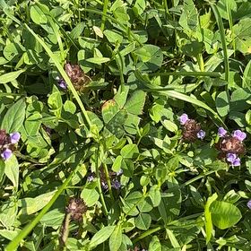 Photo of the plant species Common Selfheal by @FabRosilla61 named Emerson on Greg, the plant care app