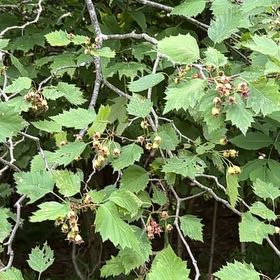Photo of the plant species Red Currant by @FabRosilla61 named Keanu Leaves on Greg, the plant care app