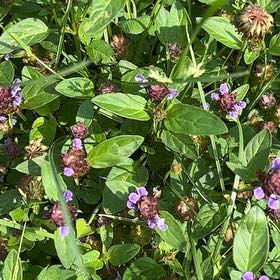 Photo of the plant species Common Selfheal by @FabRosilla61 named Spike Leaves on Greg, the plant care app