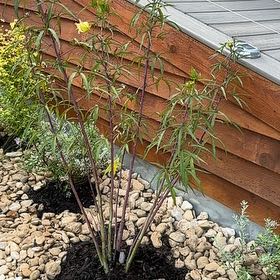 Photo of the plant species White Texas Star Hibiscus by @StrongWolfsbane named Queen on Greg, the plant care app