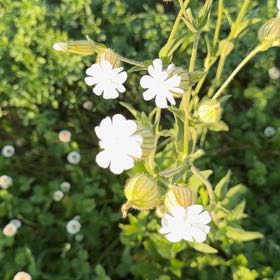 Photo of the plant species Bladder Campion by @KnowablePlanty named Sanders on Greg, the plant care app