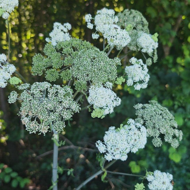 Photo of the plant species Achian-Bosk by @DirectNeslia39 named Duke on Greg, the plant care app