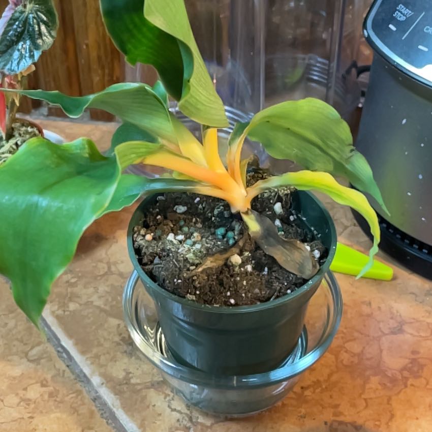 Photo of the plant species Mandarin Spider Plant by @JulesB-83 named Mando on Greg, the plant care app