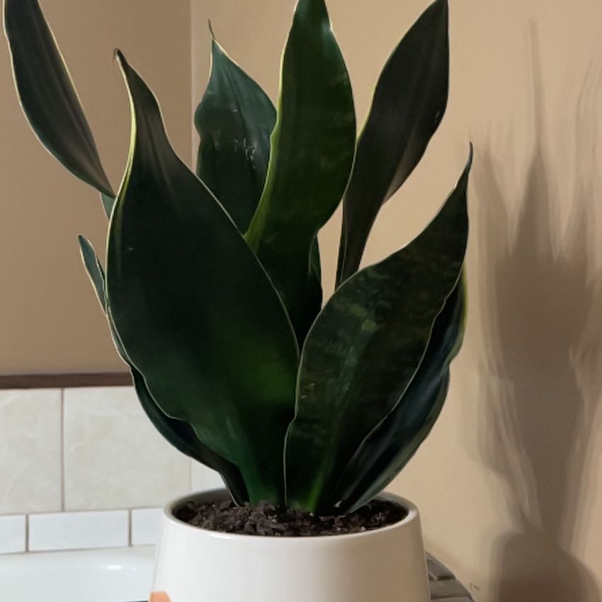 Photo of the plant species Sansevieria Robusta by @JulesB-83 named Daphne on Greg, the plant care app