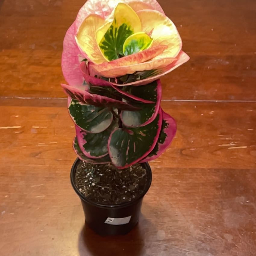 Photo of the plant species Croton Rose by @JulesB-83 named Luna on Greg, the plant care app