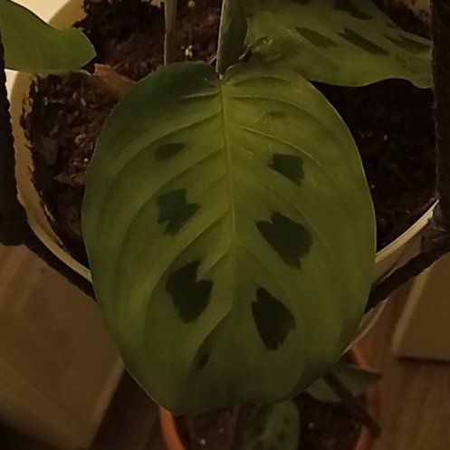Photo of the plant species Prayer Plant by @SeasonedChilli named Girlfrond on Greg, the plant care app