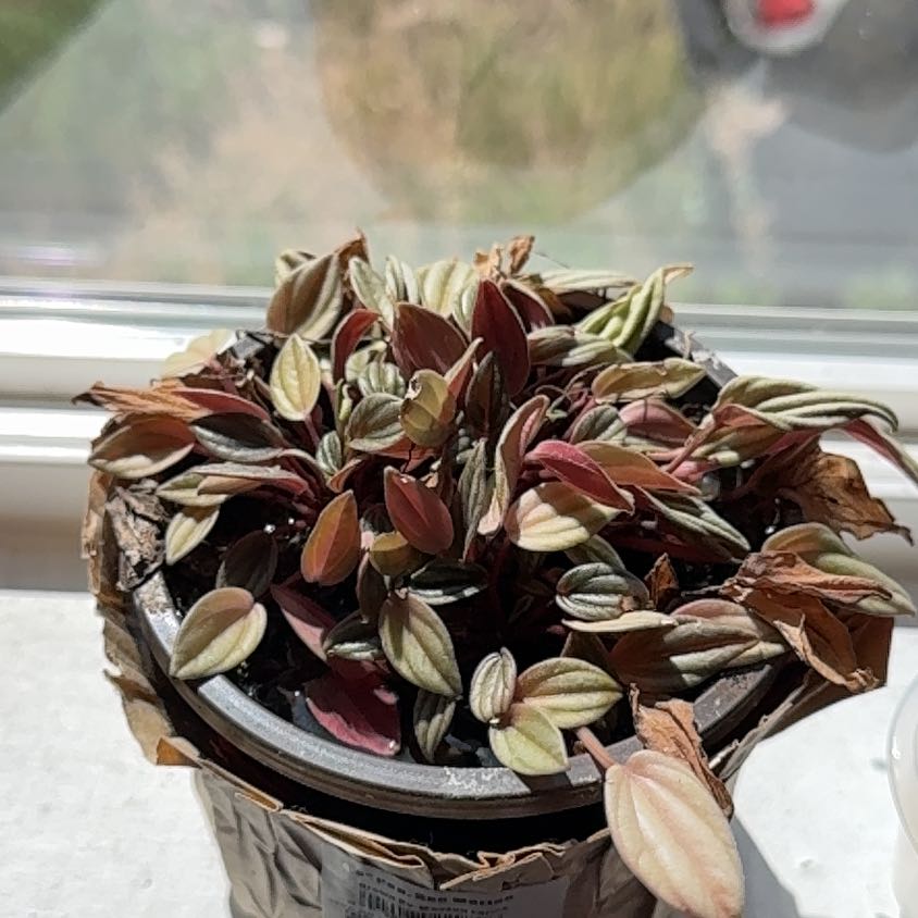 Photo of the plant species Peperomia San Marino by @PetCorkoak46 named Duke on Greg, the plant care app