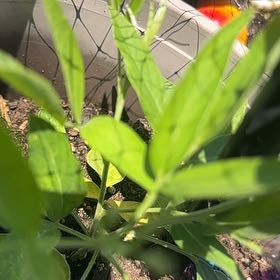 Photo of the plant species Caley Pea by @YardMastic80 named Sahara on Greg, the plant care app