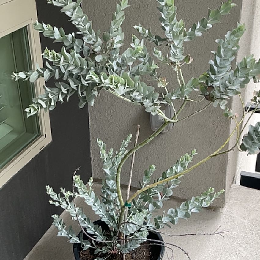 Photo of the plant species White-Leaved Mallee by @HappyOkra69 named Queen on Greg, the plant care app