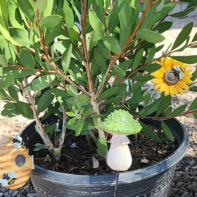 Photo of the plant species Lemon Bottlebrush by @LavishRedvein20 named Elina on Greg, the plant care app