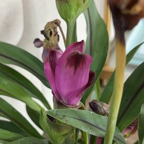 Photo of the plant species Siam Splash Tulip by @ExultantOrchids named Emerson on Greg, the plant care app