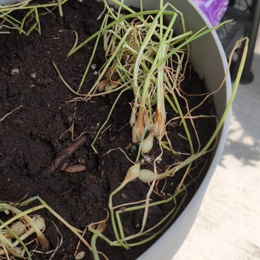 Photo of the plant species Yellow Onion by @TryKaraka26 named Wall-E on Greg, the plant care app