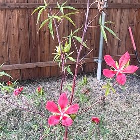 Photo of the plant species Scarlet Hibiscus by @ZealfulPetunia named Demi on Greg, the plant care app