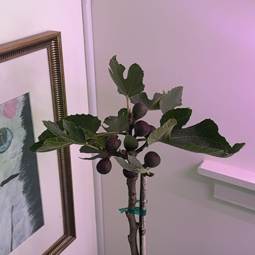 Photo of the plant species Little Miss Figgy by @HeroineWoreya4 named Luna on Greg, the plant care app