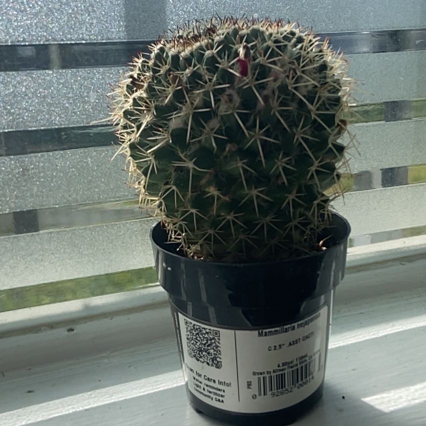 Photo of the plant species Mammilaria marksiana by @GenialClusia89 named Sage on Greg, the plant care app
