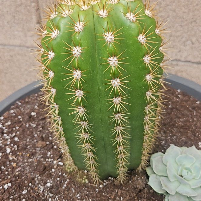 Photo of the plant species Trichocereus Flying Saucer by @YesFrogbit56 named Spike Leaves on Greg, the plant care app