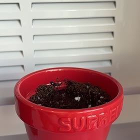 Photo of the plant species Greek Oregano by @SpotlessRosea75 named Mario on Greg, the plant care app