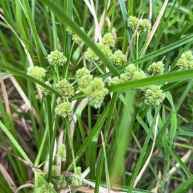 Photo of the plant species Tall Flatsedge by @PerkyRoseheath named Ulysses S Plant on Greg, the plant care app