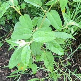 Photo of the plant species Capitate Croton by @PerkyRoseheath named Sigmund on Greg, the plant care app