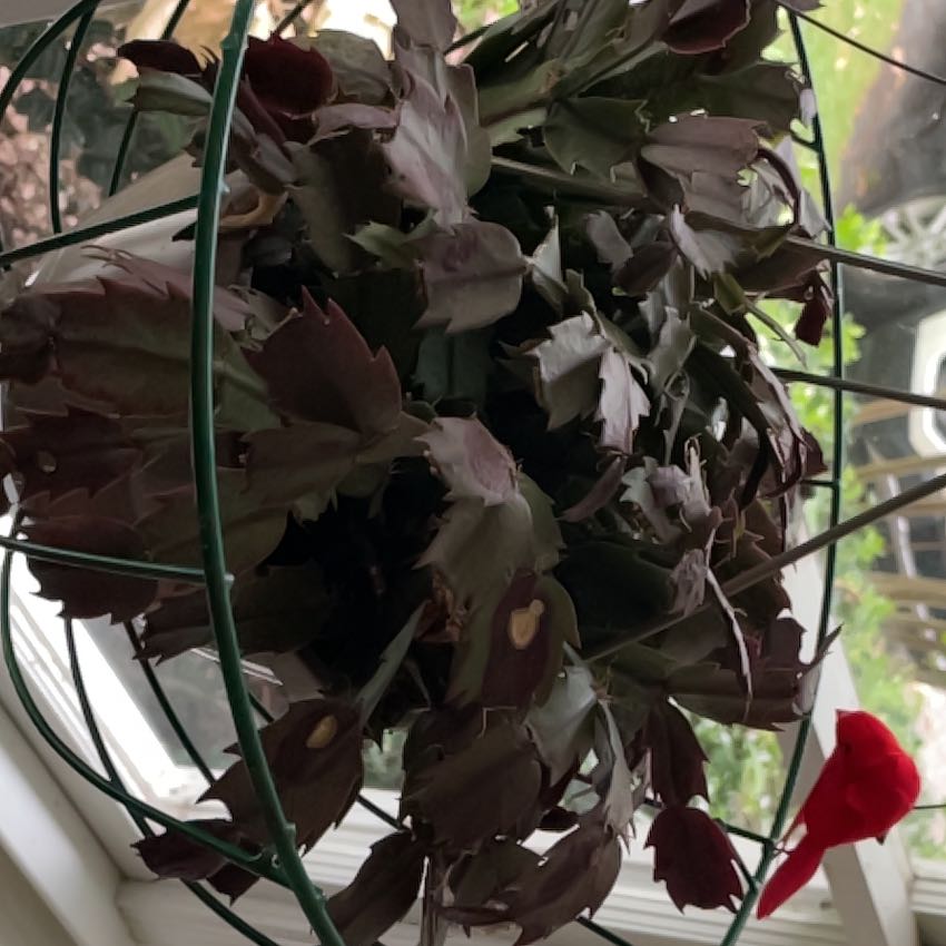 Photo of the plant species Christmas Cactus by @GratifiedTiger named Stella on Greg, the plant care app