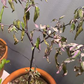 Photo of the plant species Jigsaw Pepper by @GratifiedTiger named Remington on Greg, the plant care app