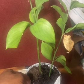 Photo of the plant species Cornelian Cherry by @ExpertGray58 named Elle on Greg, the plant care app
