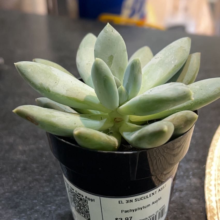 Photo of the plant species Pachyphytum longifolium by @MaternalMahoe4 named Forrest on Greg, the plant care app