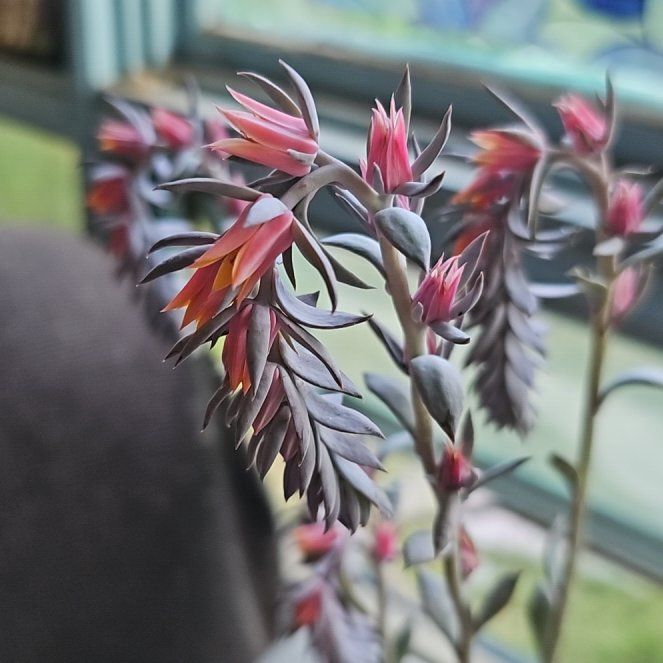Photo of the plant species Mexican Hens by @UnequalledMahoe named Rosa on Greg, the plant care app