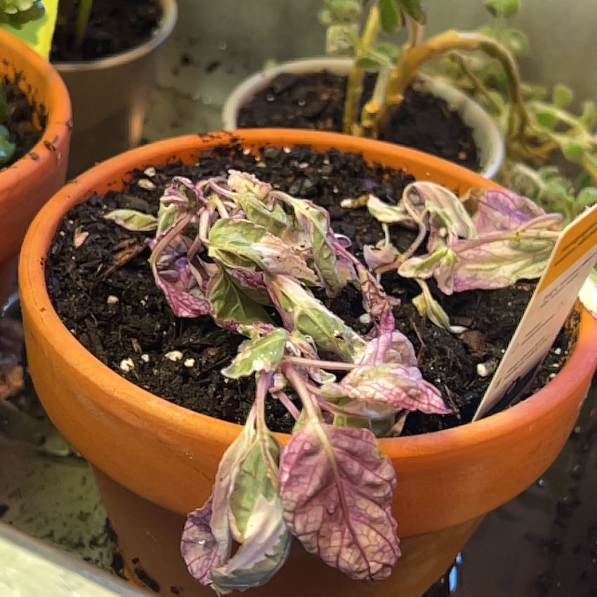 Photo of the plant species Snow White Waffle Plant by @BeccaNotfound named Angel on Greg, the plant care app