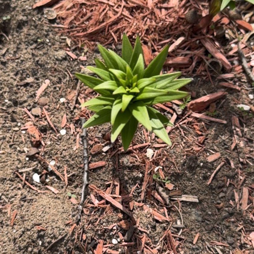 Photo of the plant species Humboldt's Lily by @LeadZelkova26 named Austen on Greg, the plant care app