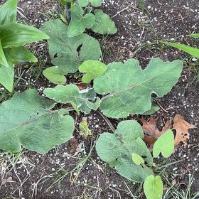 Photo of the plant species Lesser Burrdock by @LeadZelkova26 named Planty on Greg, the plant care app