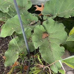 Photo of the plant species Lesser Burrdock by @LeadZelkova26 named Naomi on Greg, the plant care app