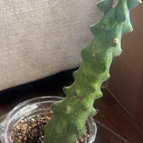 Photo of the plant species Boobie Cactus by @NiceTexassage named Achilles on Greg, the plant care app
